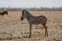 Baby zebra in Etosha National Park