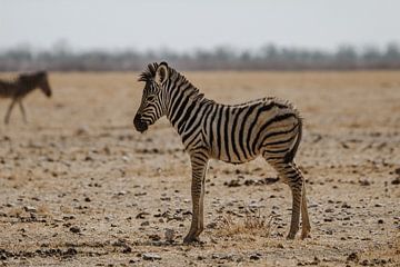 Baby zebra in Etosha National Park van Eline Sieben