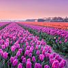 Tulipfields at an early sunrise by Ruud van der Aalst