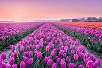 Tulpenvelden bij een vroege zonsopkomst