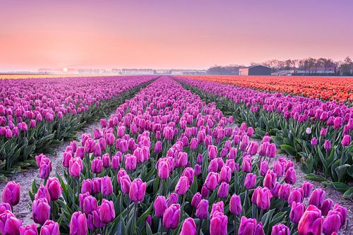 Tulipfields bei einem frühen Sonnenaufgang
