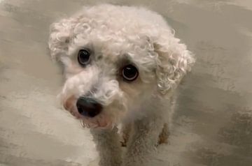 Kleine witte hond, met grote zwarte ogen van Corinne Welp