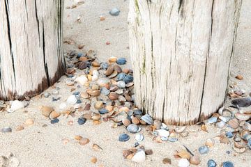 Strand met strandpalen en schelpen.