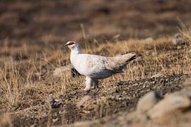 Snow grouse Spitsbergen by Merijn Loch