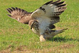 Buizerd