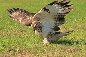 Bussard
