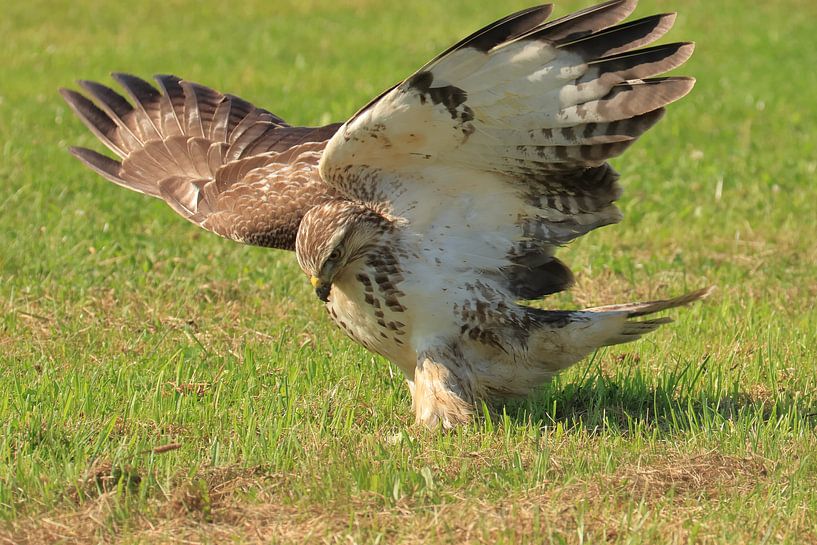 Bussard von Rinnie Wijnstra (FotoAmeland )