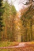 Herfst
