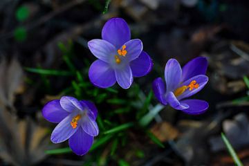 Krokus von Dirk van Egmond