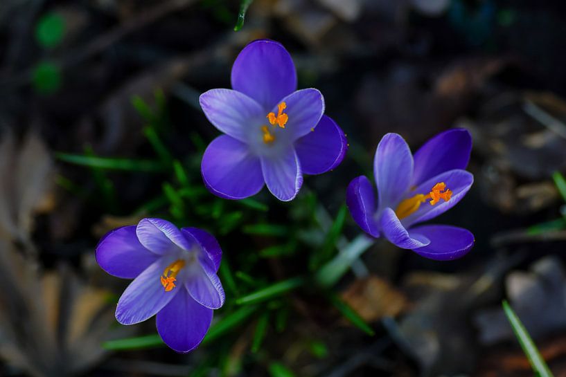 Krokus van Dirk van Egmond