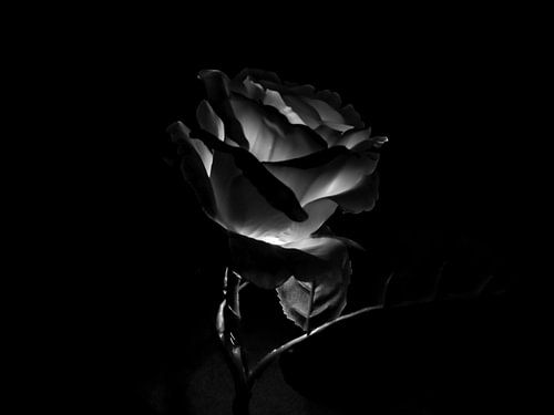 Silbern leuchtende Rose im dramatischen Dunkel