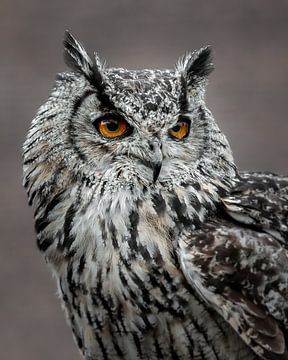 Owl by Maurice Cobben