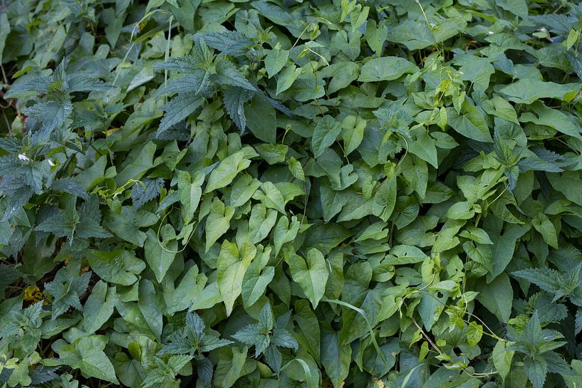 Nature background image of green leaves and nettles. by N. Rotteveel