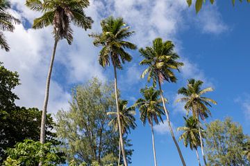 Palmbomen op de Seychellen van t.ART