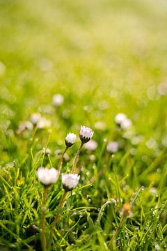 Gänseblümchen mit Morgentau von Leo Schindzielorz