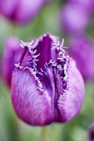 purple tulip