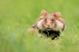 Maiskolbenhamster von Elles Rijsdijk