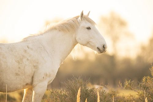 Camargue Paard (kleur)