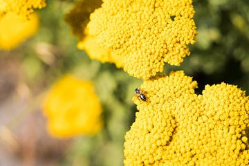 Wespe auf Blume, England von Veerle Sondagh