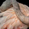 Flamingo by Kees Korbee