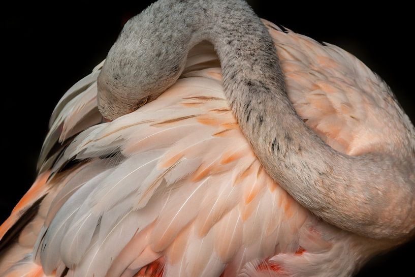 Flamingo von Kees Korbee