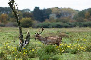 ruhig gehendes Damwild in der Nähe toter Bäume und Äste