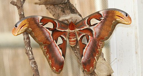 Atlasspinner von Matthias Brix