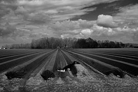 Spargelfeld von Willem Laros | Reis- en landschapsfotografie