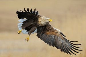 gewaltig... Seeadler *Haliaeetus albicilla* von wunderbare Erde