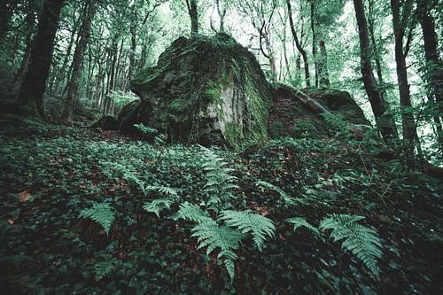 Farne im Wald von Niels Eric Fotografie