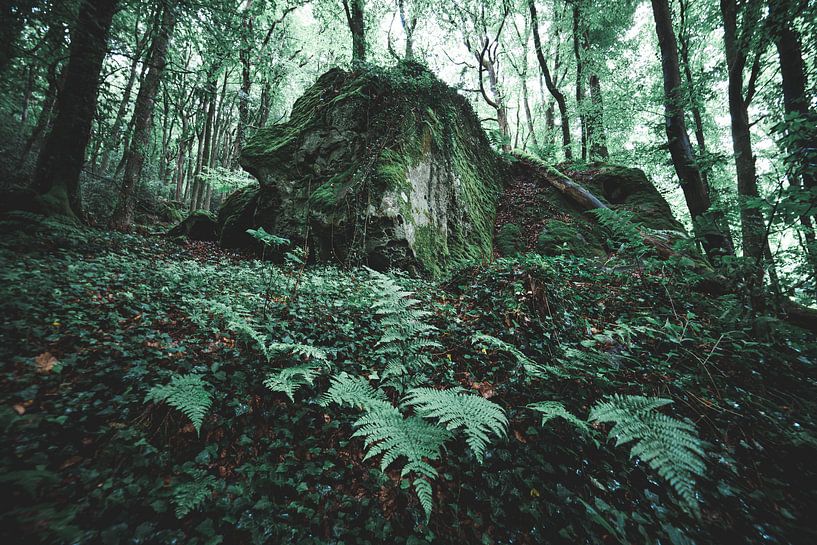 Varens in het bos van Niels Eric Fotografie