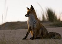 Dieser Fuchs posiert während der goldenen Stunde in den Amsterdamer Wasserversorgungsdünen