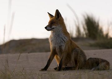 This fox poses in the Amsterdam Water Supply Dunes during the golden hour by Bianca Fortuin