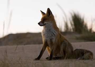 Deze rode vos poseert in de Amsterdamse Waterleidingsduinen van Bianca Fortuin