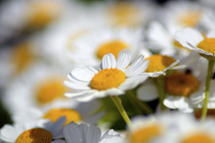 witte bloemen van Joke te Grotenhuis