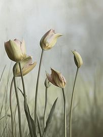 Tulips in pastel colours by Japandi Art Studio