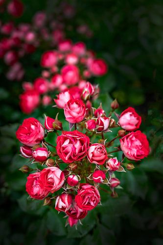 Roses rouges de forêt dans la nature