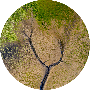 Tree of life Texel van Texel360Fotografie Richard Heerschap