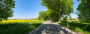 Rapsfeld, Deutsche Alleenstraße Rügen von GH Foto & Artdesign