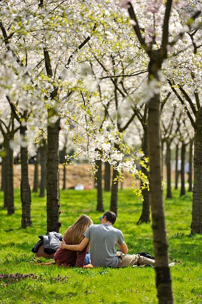 Cherry blossom love by Rob Donders Beeldende kunst