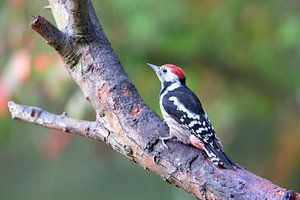 Mittelspecht (Leiopicus medius)