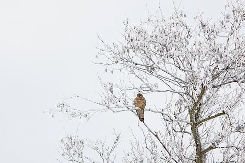 Torenvalk in berijpte boom