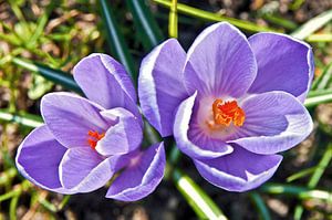 Lila Krokusse im Frühlingslicht 
