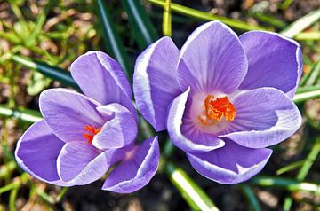 Crocus violets dans la lumière du printemps sur Silva Wischeropp