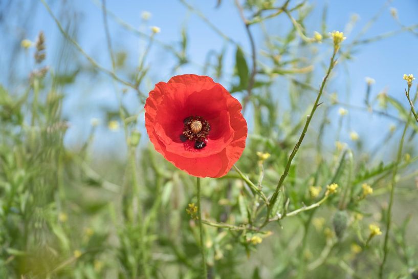 Poppy with red petals by Martin Köbsch