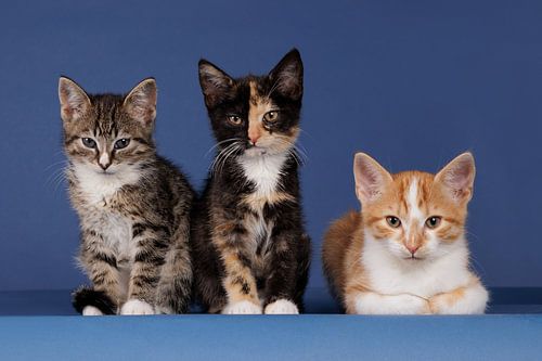Three adorable kittens in a row