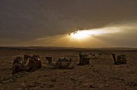 Kamele in der Wüste von Niek van Vliet Miniaturansicht