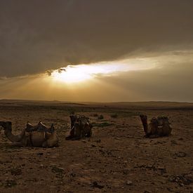 Kamelen in woestijn van Niek van Vliet