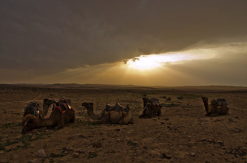 Kamele in der Wüste von Niek van Vliet
