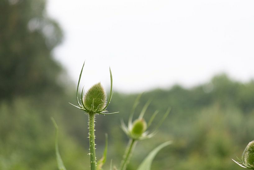 Deer by Maaike Krimpenfort